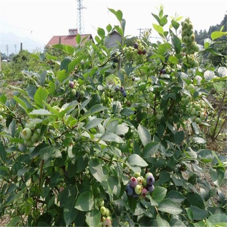 甘肃绿宝石蓝莓苗介绍种植基地