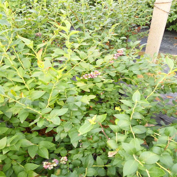北京蓝莓苗新品种销售基地