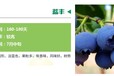 广西柳州品种蓝莓苗产量高