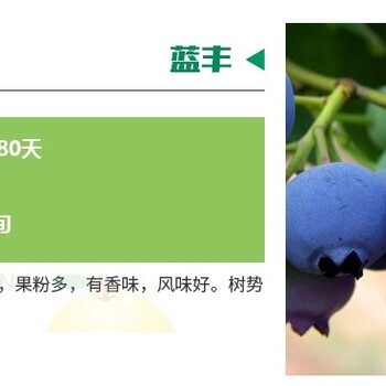 內(nèi)蒙古追雪藍(lán)莓苗品種介紹什么品種好