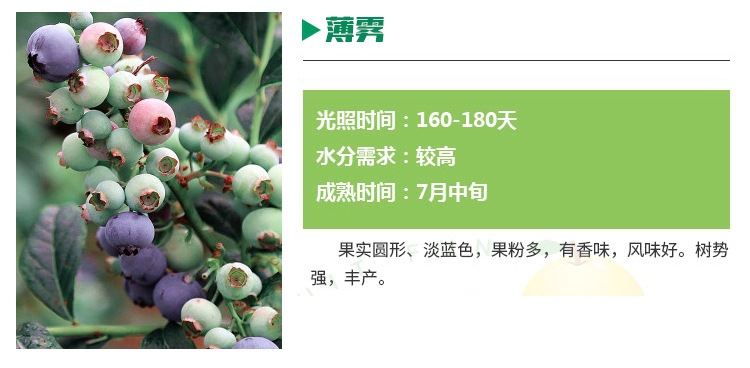 吉林品種藍(lán)莓苗產(chǎn)量高批發(fā)基地