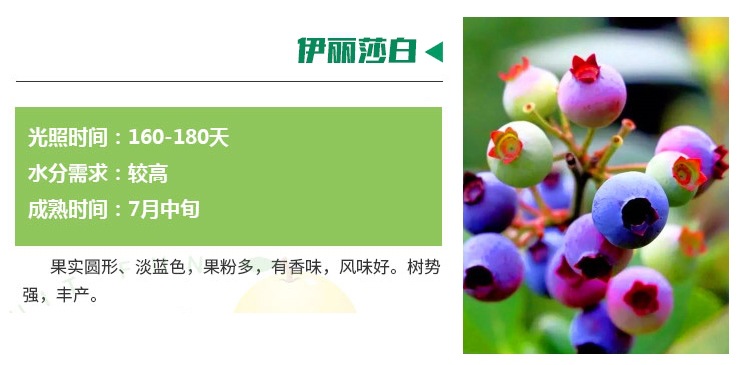 陜西北高叢藍(lán)莓苗盆栽供應(yīng)商
