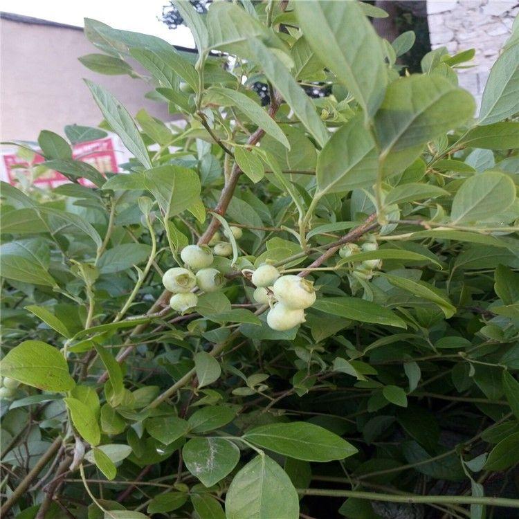 重慶3年生藍(lán)莓樹苗品種介紹 批發(fā)基地