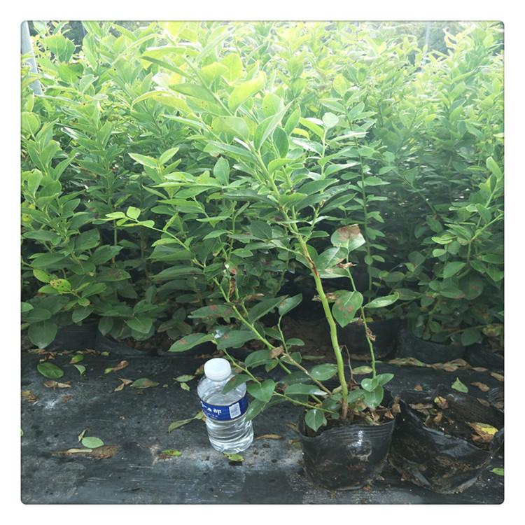 天津藍豐藍莓苗基地 批發(fā)基地