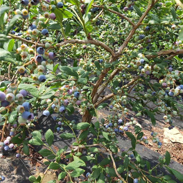 青海北高丛蓝莓苗盆栽种植基地