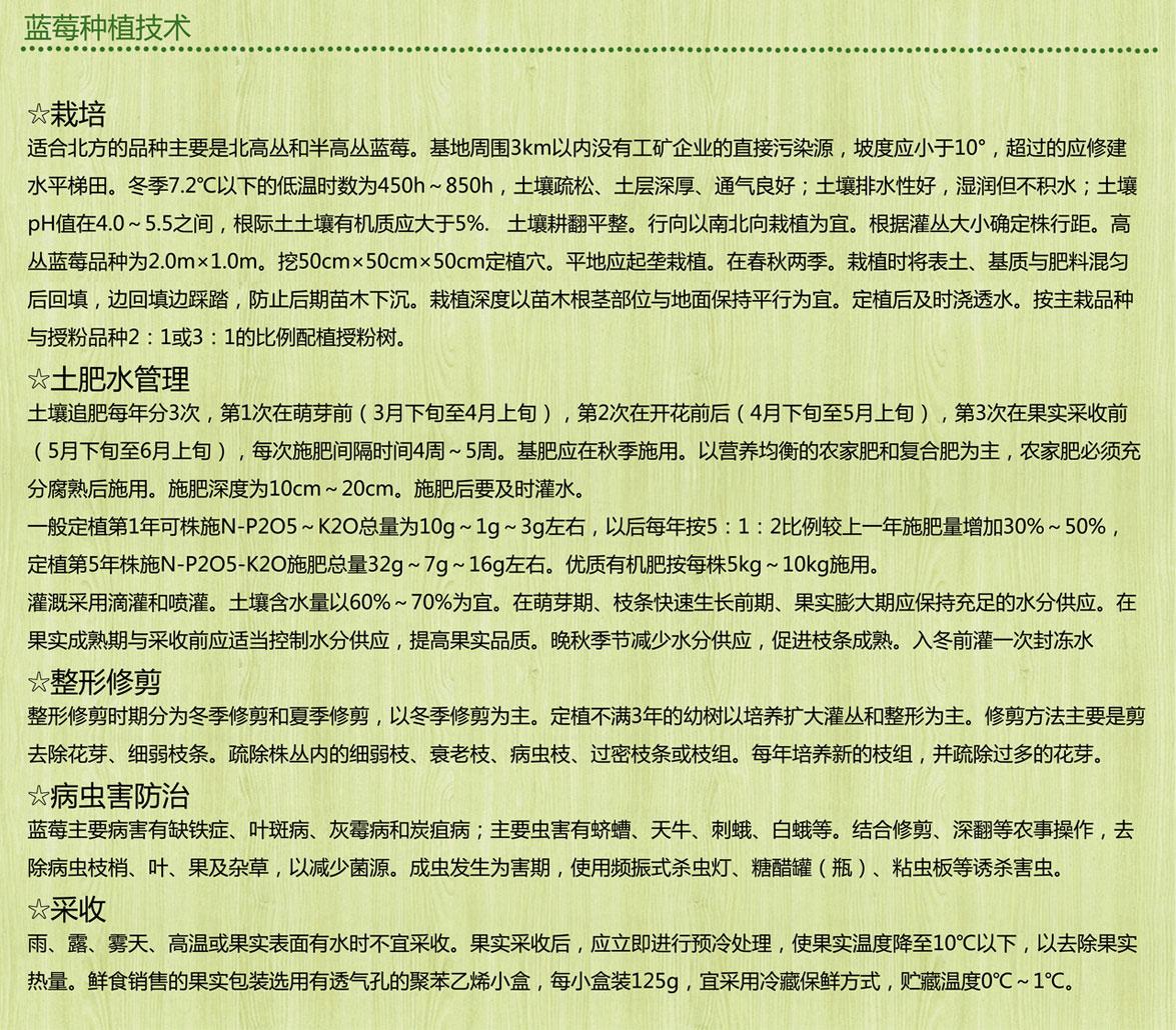 福建品種藍(lán)莓苗產(chǎn)量高嫁接技術(shù)