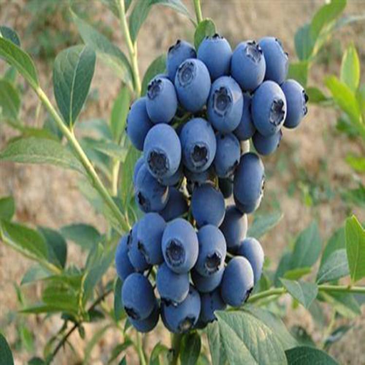 四川現(xiàn)挖現(xiàn)賣藍莓果樹苗銷售基地
