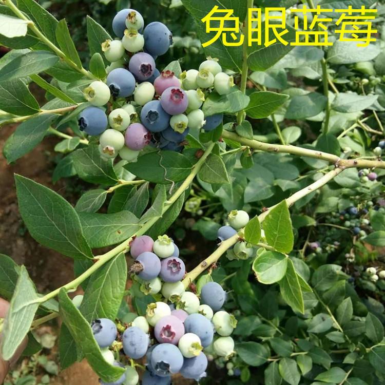 吉林品種藍(lán)莓苗產(chǎn)量高批發(fā)基地