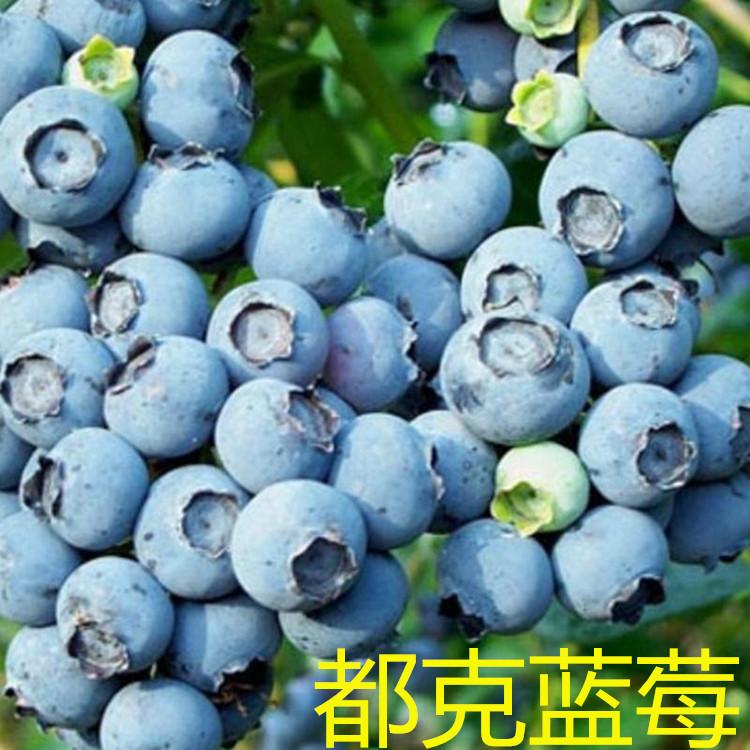 新疆3年生藍莓樹苗品種介紹 品種介紹
