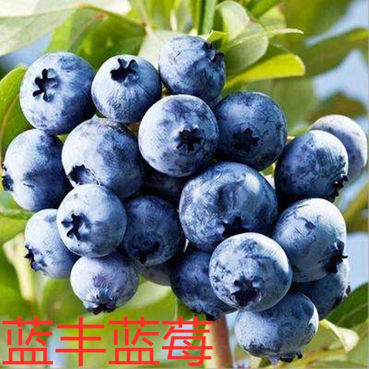 四川綠寶石藍莓2年苗種植基地