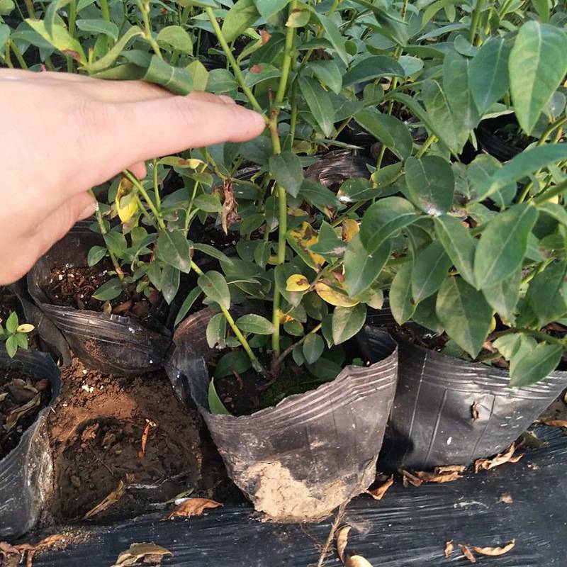 上海天后藍(lán)莓苗成熟 種植基地