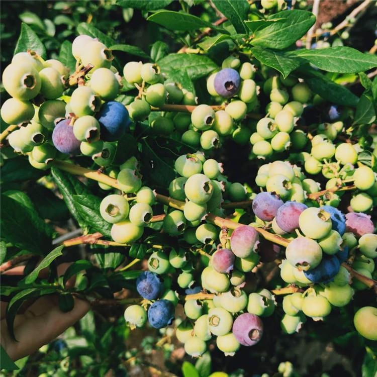 青海北高丛蓝莓苗盆栽种植基地