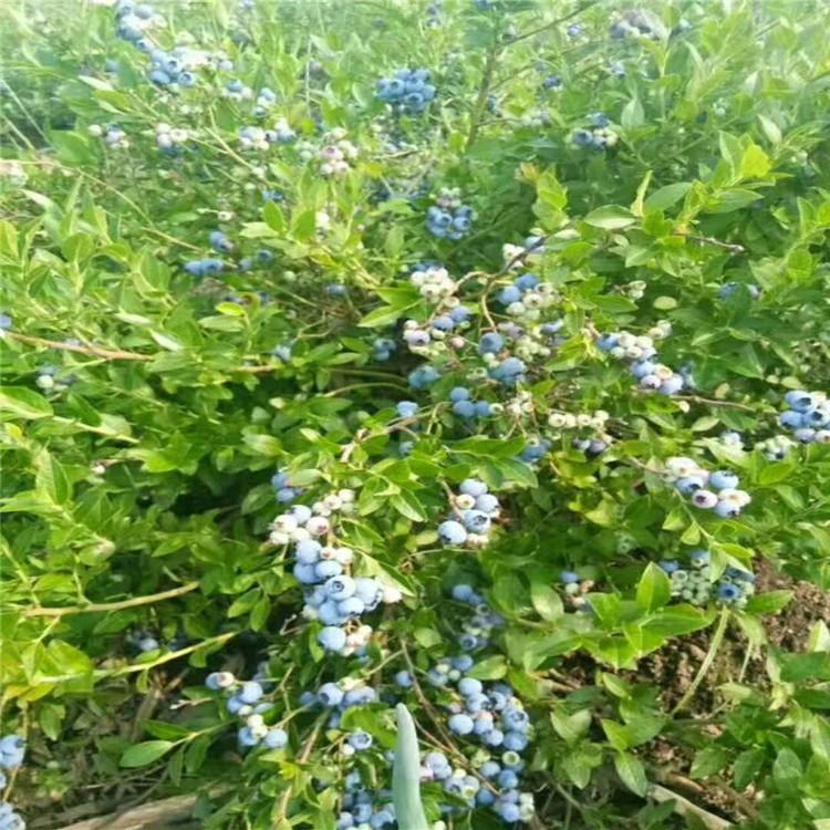 內(nèi)蒙古出售藍(lán)莓苗基地 種植基地