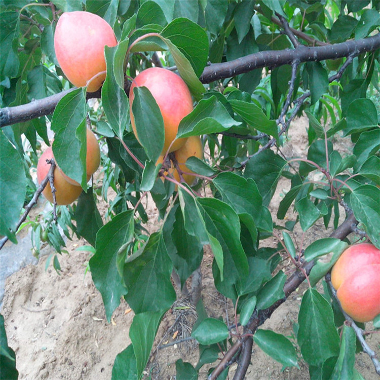 湖北批發(fā)杏樹苗注意事項(xiàng)