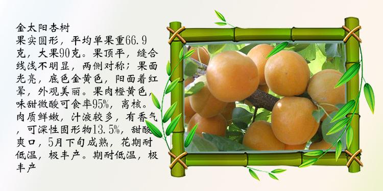 新疆嫁接新品種珍珠油杏量大質(zhì)優(yōu)