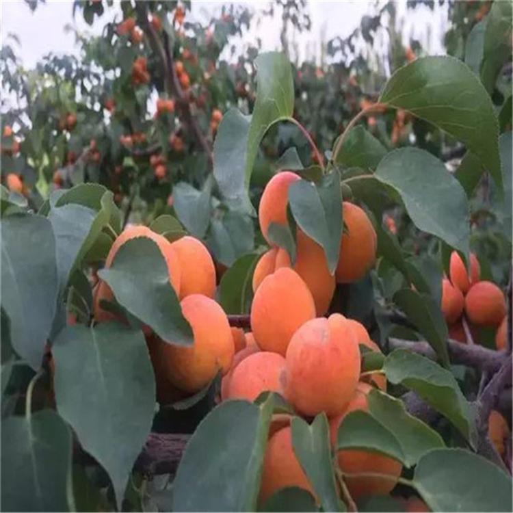 吉林杏樹(shù)實(shí)生苗品種