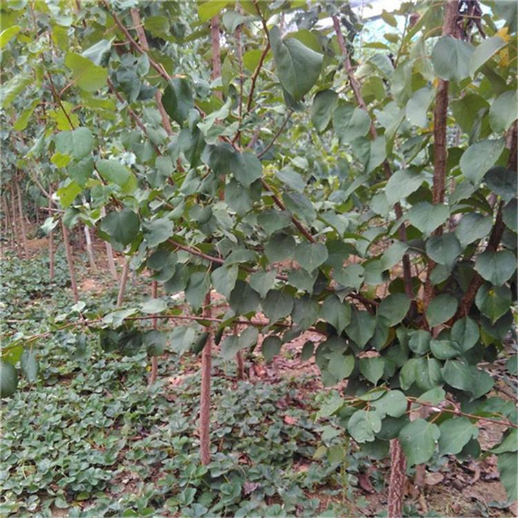 重慶紅杏樹苗 種植要點(diǎn)