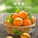 四川珍珠油杏树苗种植技术