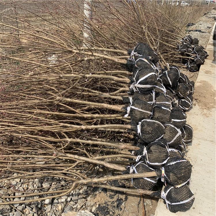 青海三公分杏樹苗批發(fā)基地 批發(fā)市場