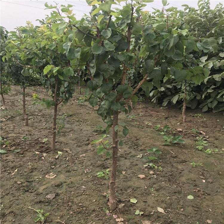 安徽凱特杏苗行情種植資料