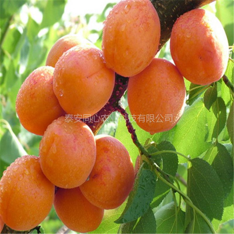 新疆易成活1公分2公分杏樹(shù)苗批發(fā)商