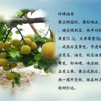 小白杏杏樹苗格
