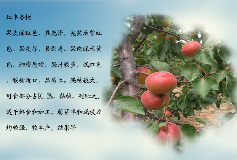 浙江紅荷苞杏樹苗當(dāng)年結(jié)果適合種植