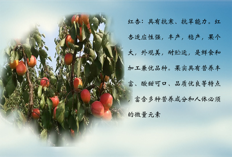 陜西3公分大棚王杏樹苗 放心苗