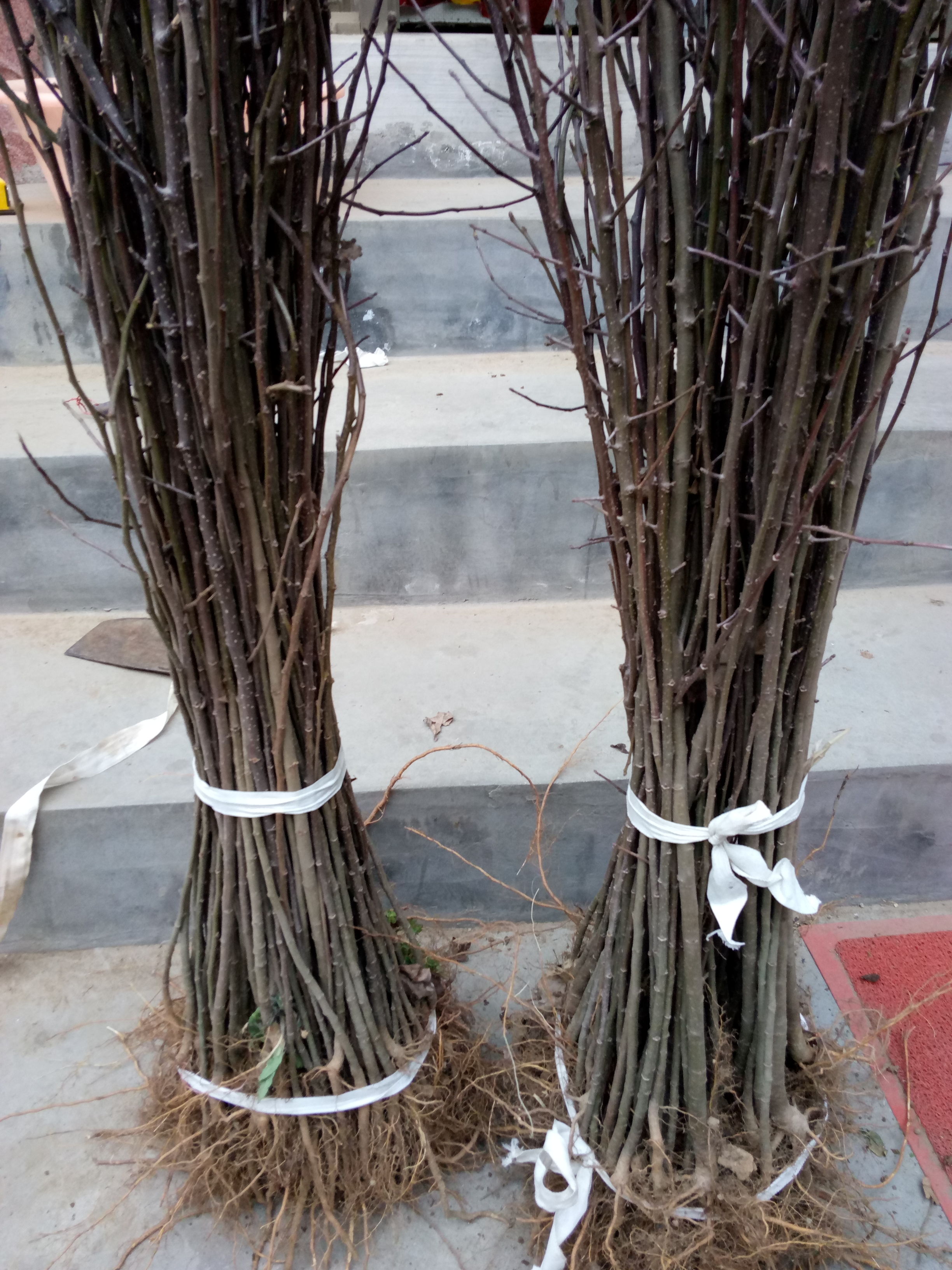 河南周口美國八號蘋果樹種植技術