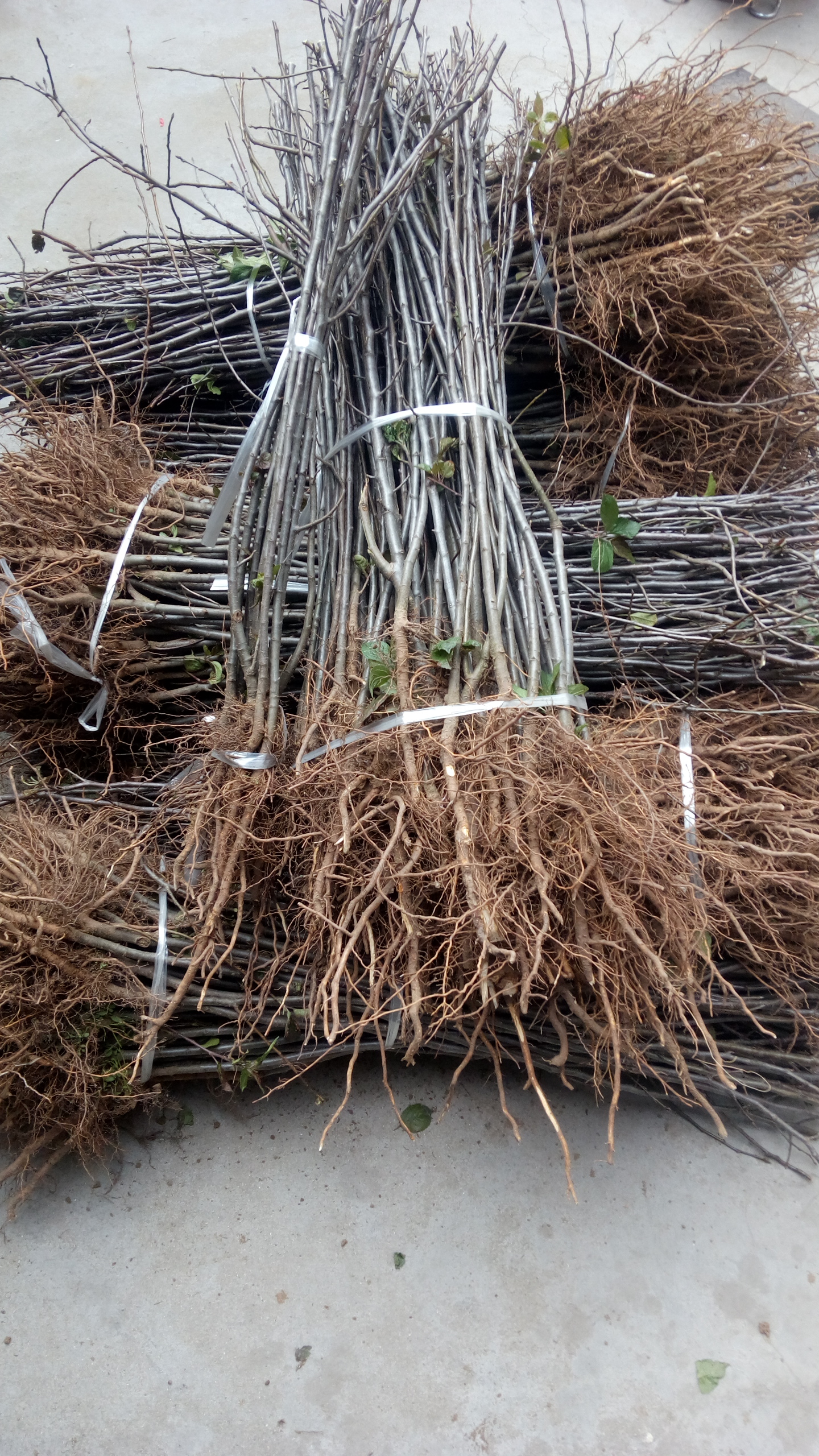 湖南張家界煙富八蘋果樹種植要點