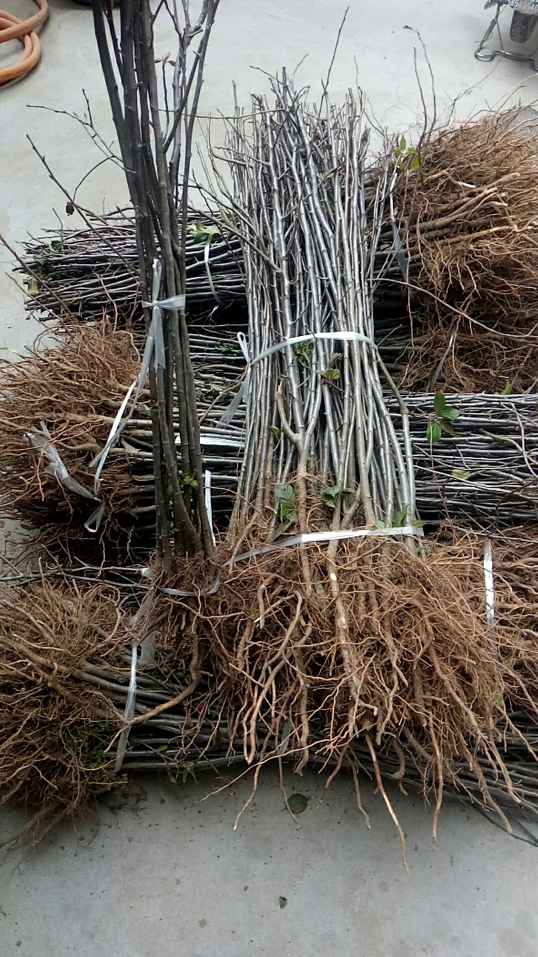 湖南永州煙富八蘋果樹種植技術