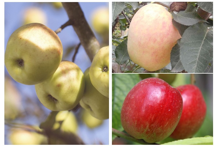 江蘇泰州嘎啦蘋(píng)果樹(shù)包結(jié)果
