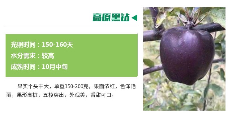 湖南永州新紅星蘋果樹適合種植