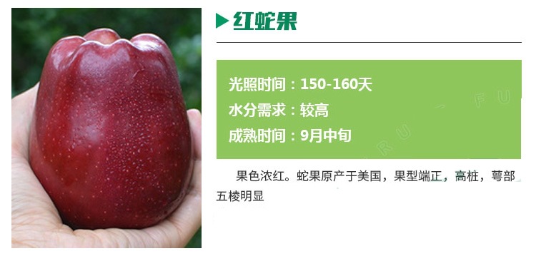 江西九江煙富10蘋果樹批發(fā)商