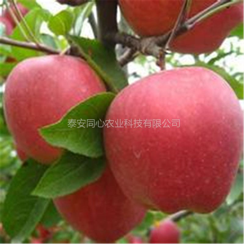 江蘇泰州嘎啦蘋(píng)果樹(shù)包結(jié)果