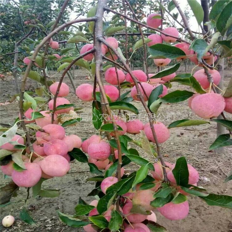 河南郑州烟富6苹果树适合种植