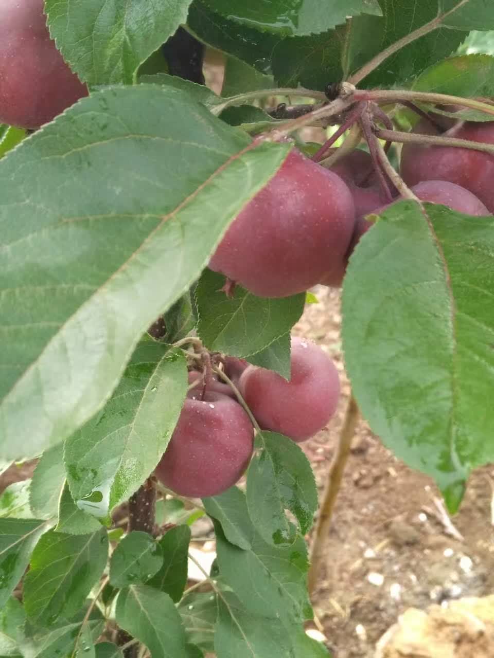 江苏苏州维纳斯苹果树适合种植