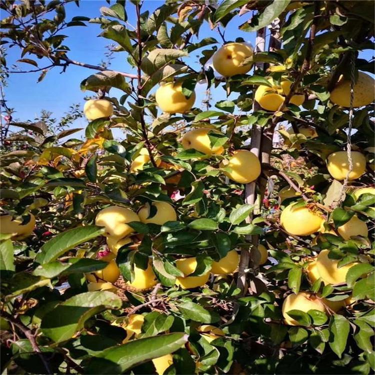 河南漯河煙富八蘋果樹種植要點