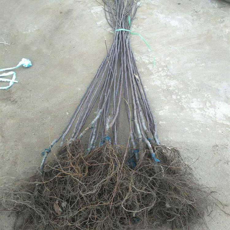 湖南婁底矮化蘋(píng)果苗適合種植