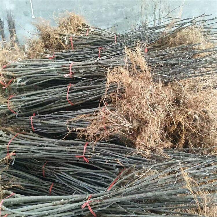 湖南岳陽美國八號蘋果樹品種純