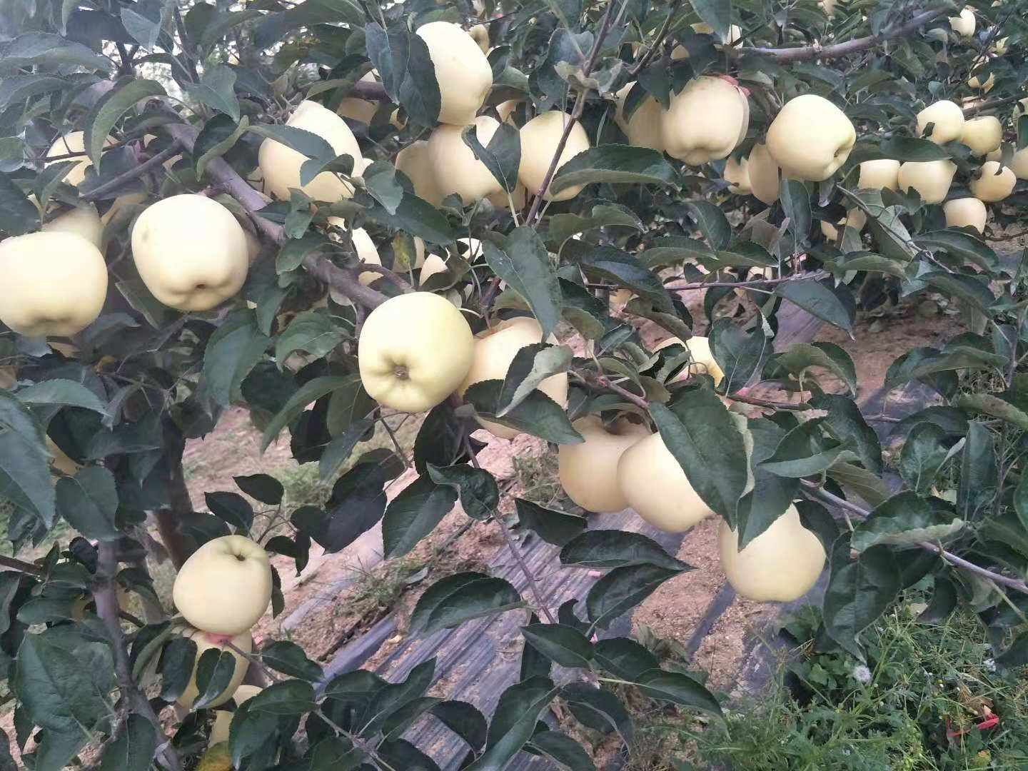 江蘇蘇州嘎啦蘋果樹品種純