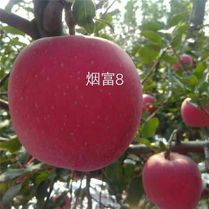 江蘇淮安煙富八蘋果樹種植資料