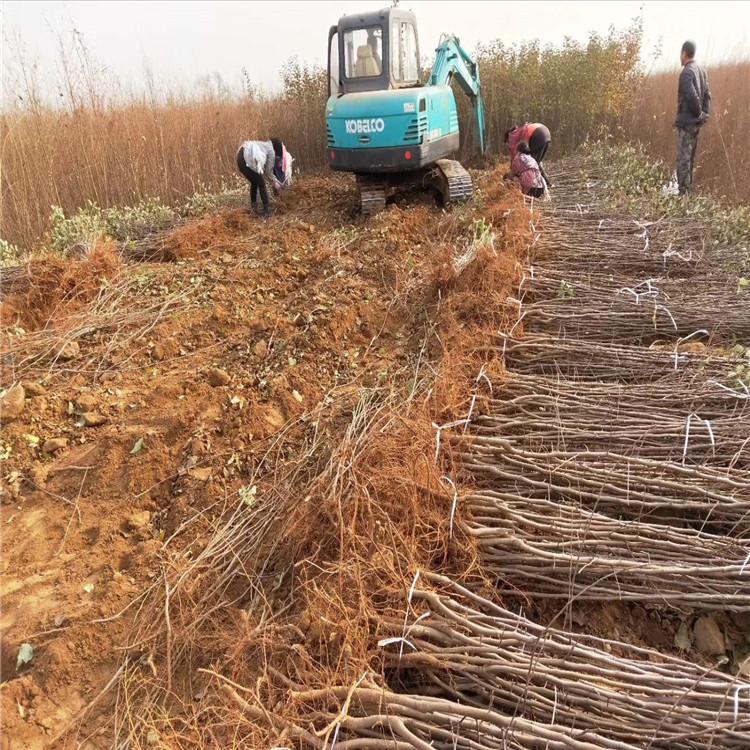 矮化红富士苹果树种植基地