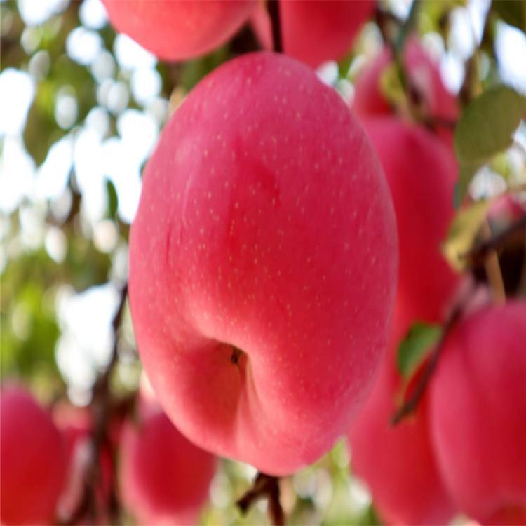 河北張家口矮化維納斯蘋果樹種植要點(diǎn)