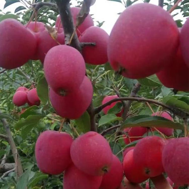 新紅星蘋果樹嫁接技術(shù)