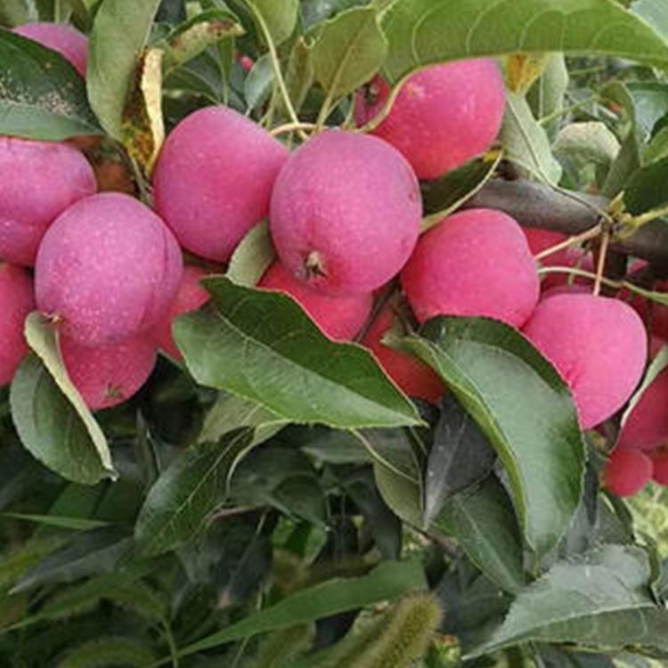 湖南長(zhǎng)沙嘎啦蘋(píng)果樹(shù)種植要點(diǎn)