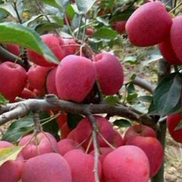 新紅星蘋果樹嫁接技術(shù)