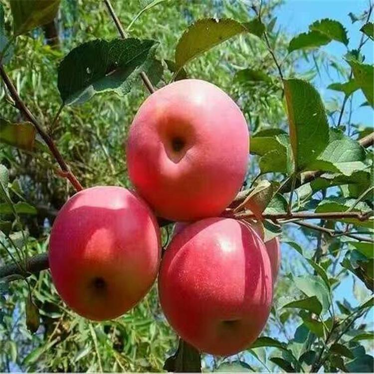 湖南永州煙富八蘋果樹種植技術