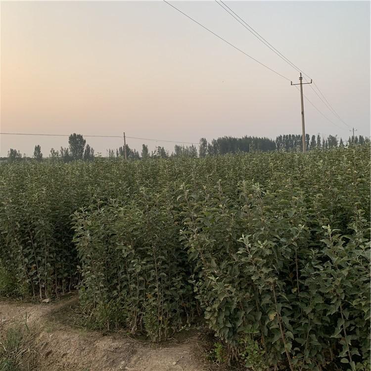 江蘇淮安煙富八蘋果樹種植資料