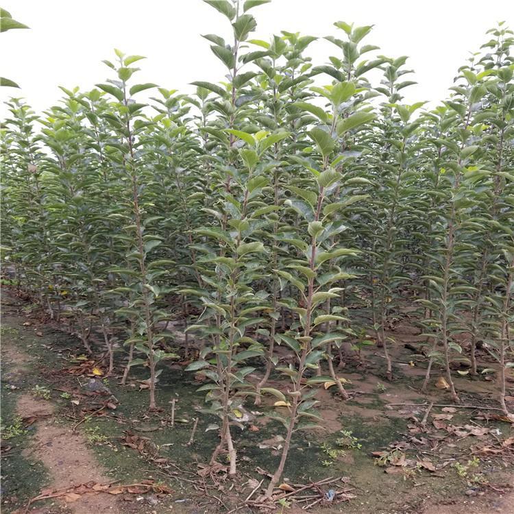 華碩蘋果樹(shù)培育中心品種介紹